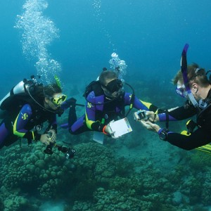 Padi discover local diving