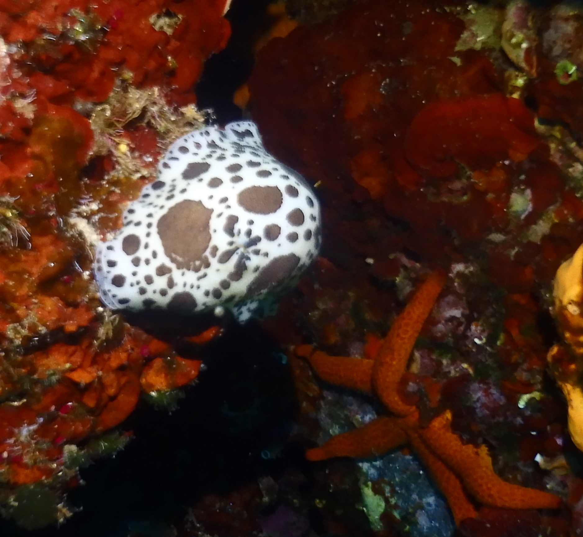 A rare spotted sea slug (nudibranch) resting on a vibrant Mediterranean reef alongside an orange starfish. Captured during a macro dive with Dive Greece, this photo highlights the stunning marine biodiversity of the Aegean Sea.