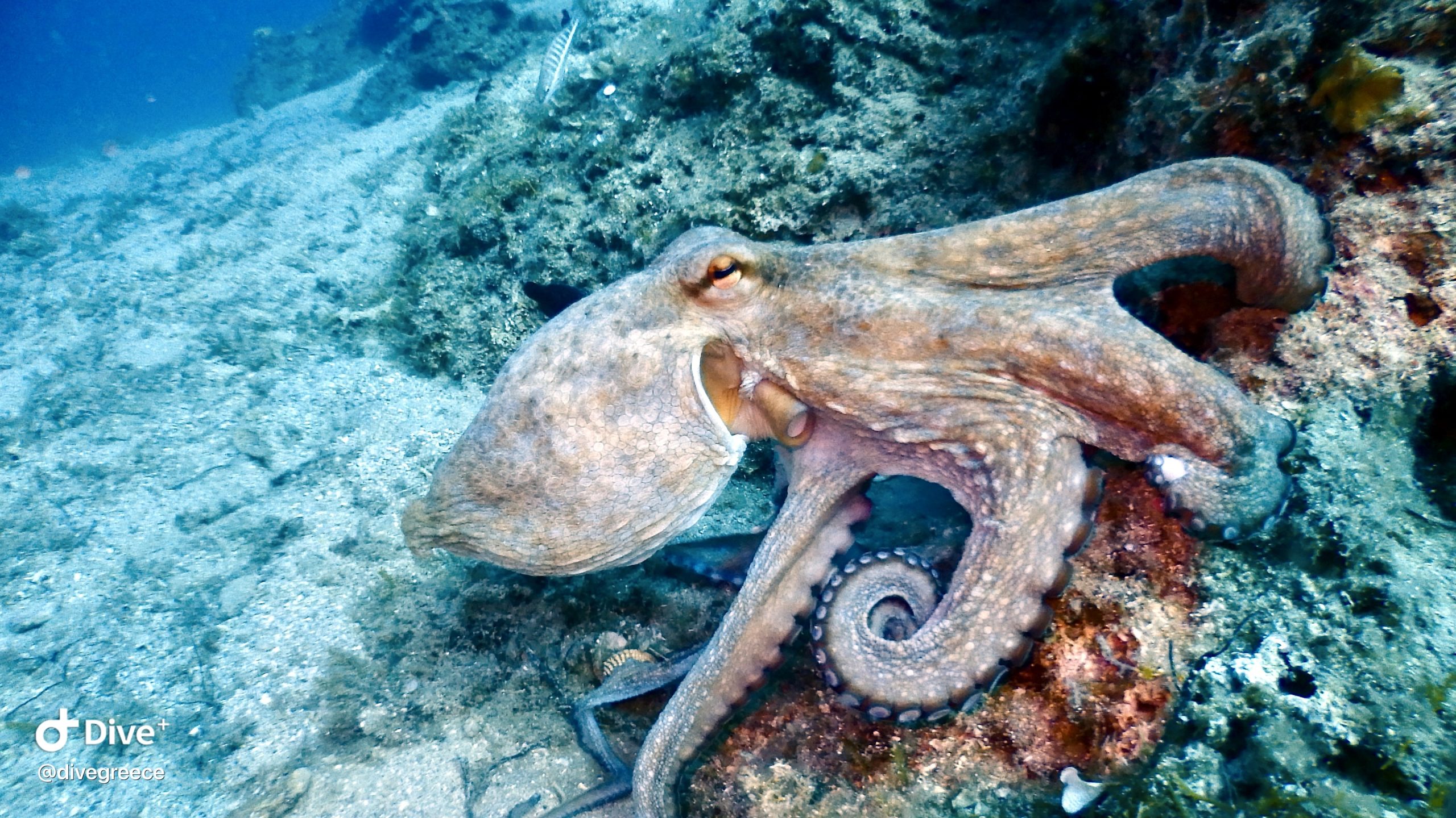 A large octopus resting on a rocky reef, photographed during a scuba diving tour with Dive Greece in Halkidiki, Greece. The octopus blends naturally into its underwater environment.