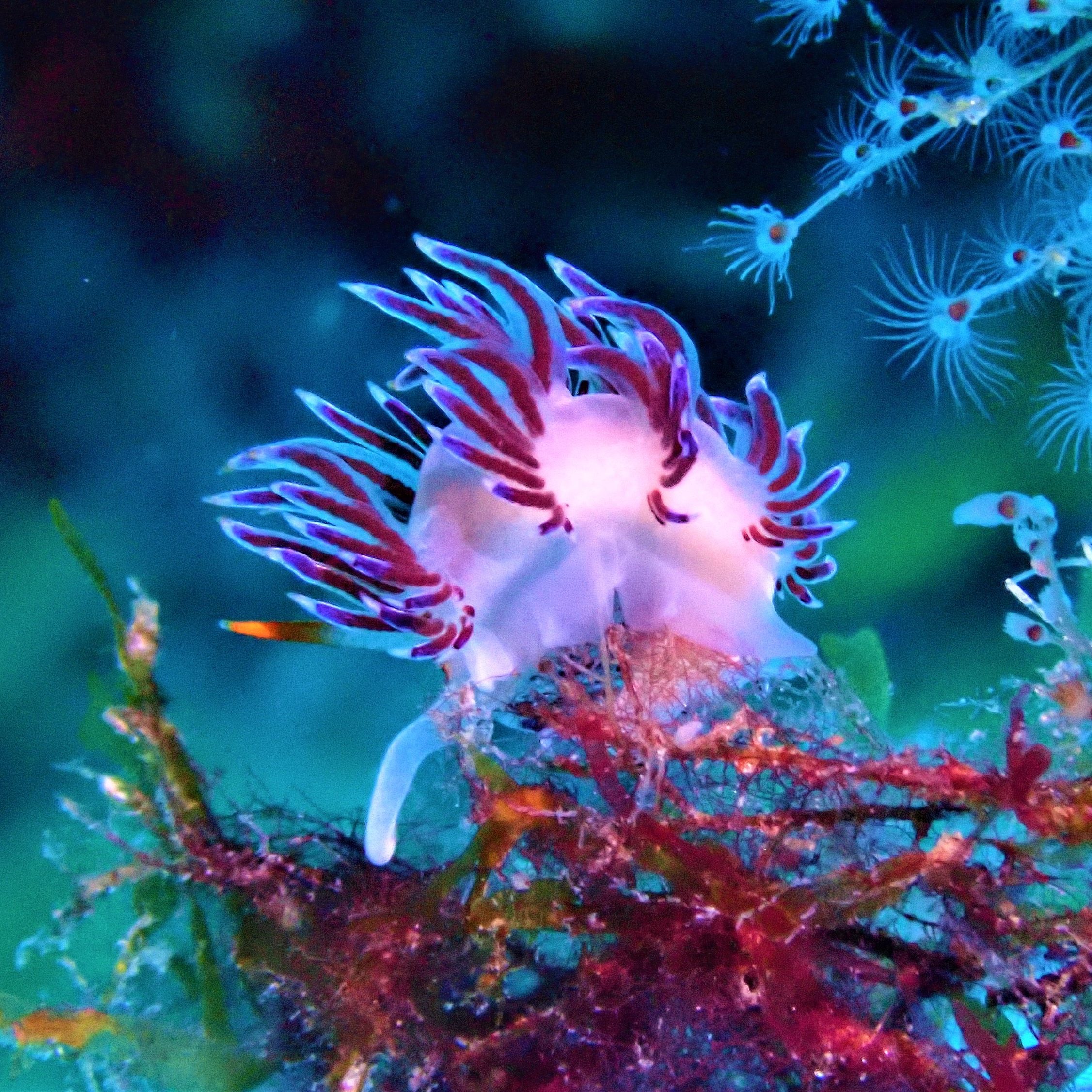 Close-up underwater macro shot of a vibrant purple and white nudibranch crawling on a colorful coral reef. Captured during a Dive Greece macro photography dive in the Aegean Sea.