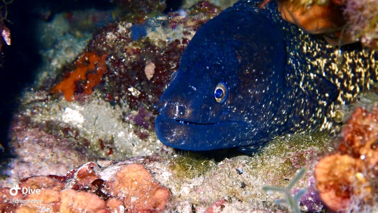 A Mediterranean moray eel (Muraena helena) peeks out from its hiding spot in a colorful reef. Photographed during a reef dive with Dive Greece, this elusive predator is common in rocky habitats of the Aegean.